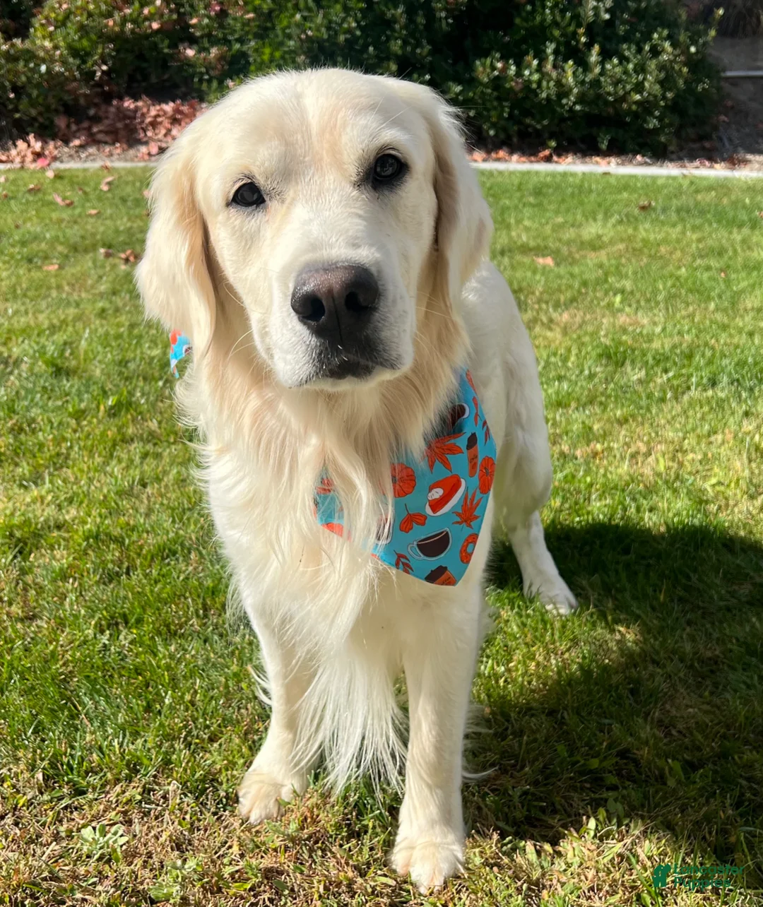 Golden Retriever dogs for stud: Golden retriever stud - Ad 2