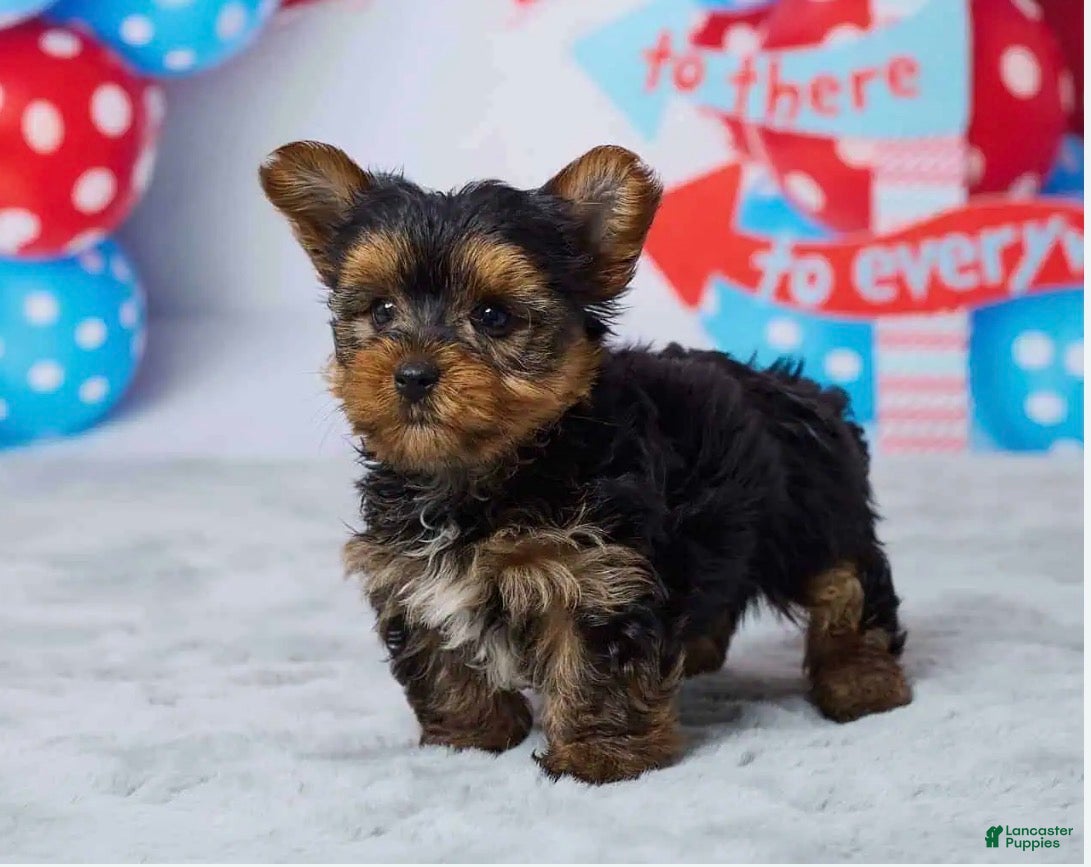 Yorkshire Terrier dogs Drax - Ad 2