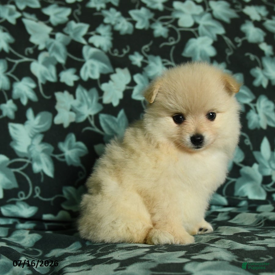 Pomeranian dogs Felicity - Ad 2