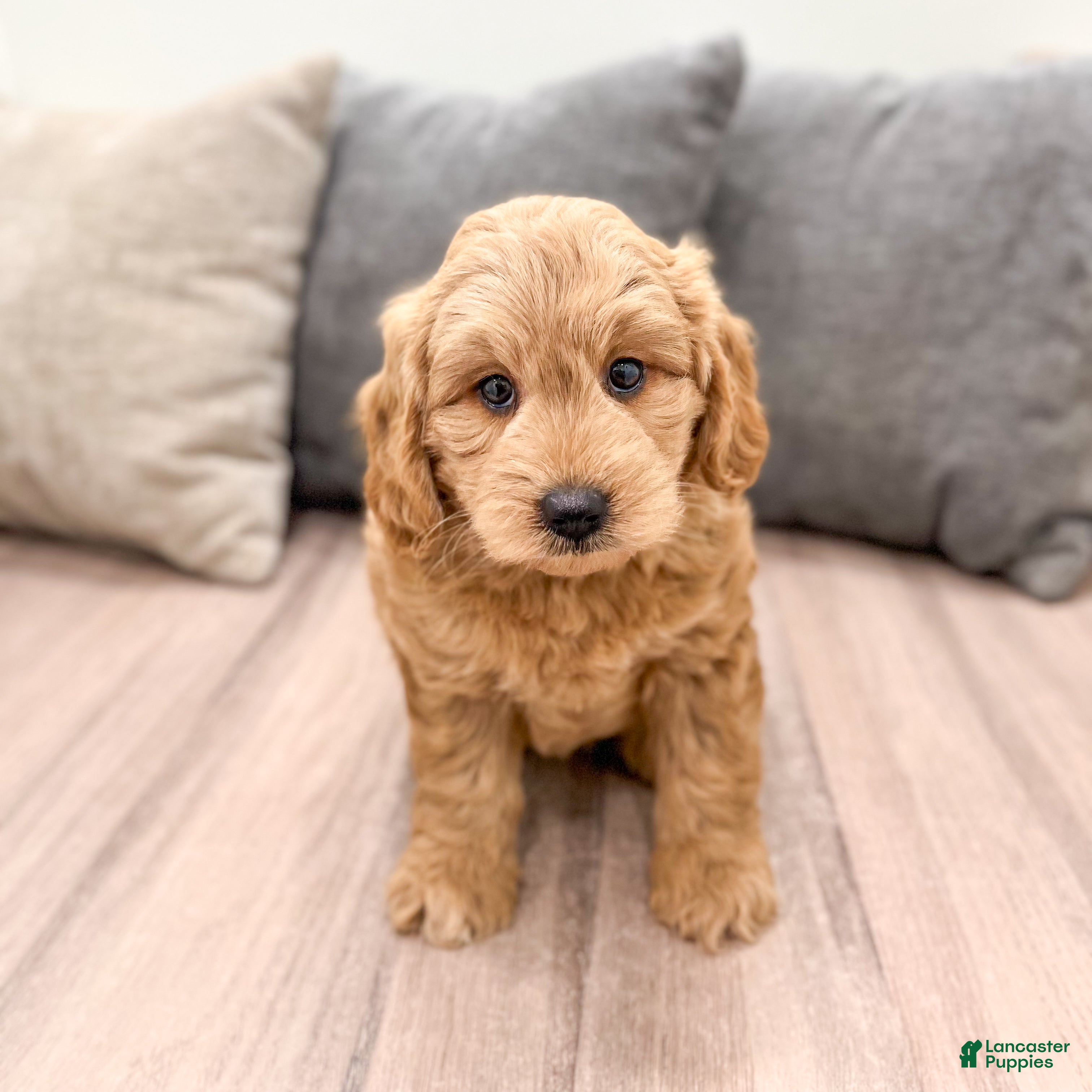 Mini Goldendoodle dogs King - New Video - Ad 2