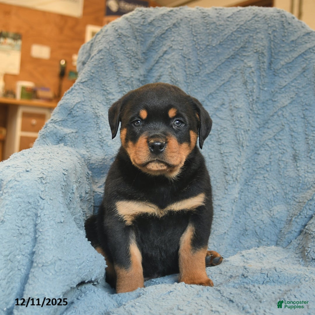 Rottweiler dogs for sale: Roger  - Ad 4