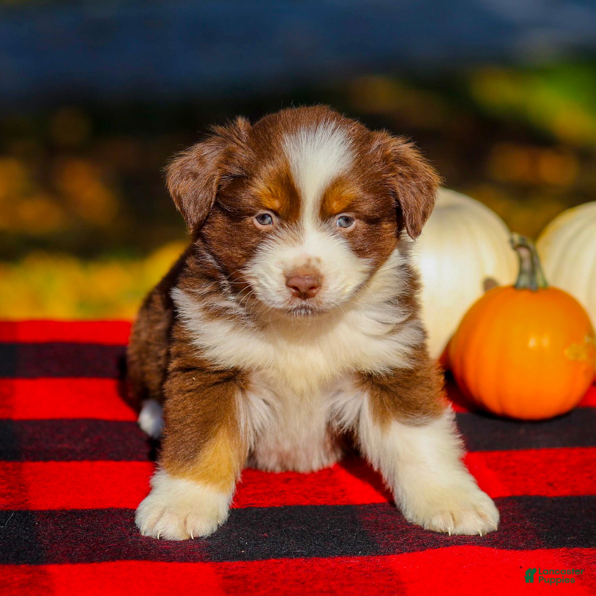 Miniature Australian Shepherd dogs for sale: Ace - Ad 2
