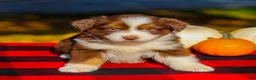 Miniature Australian Shepherd dogs for sale: Ace - Ad 2