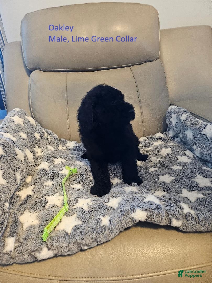 Goldendoodle dogs Goldendoodle Puppy 6 - Ad 24