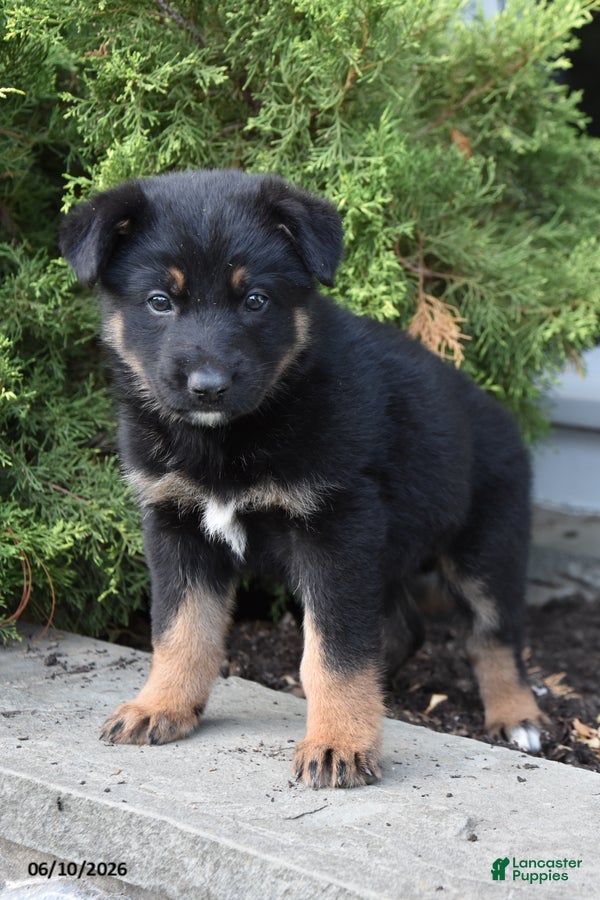 Mixed Breed dogs Khloe - Ad 1