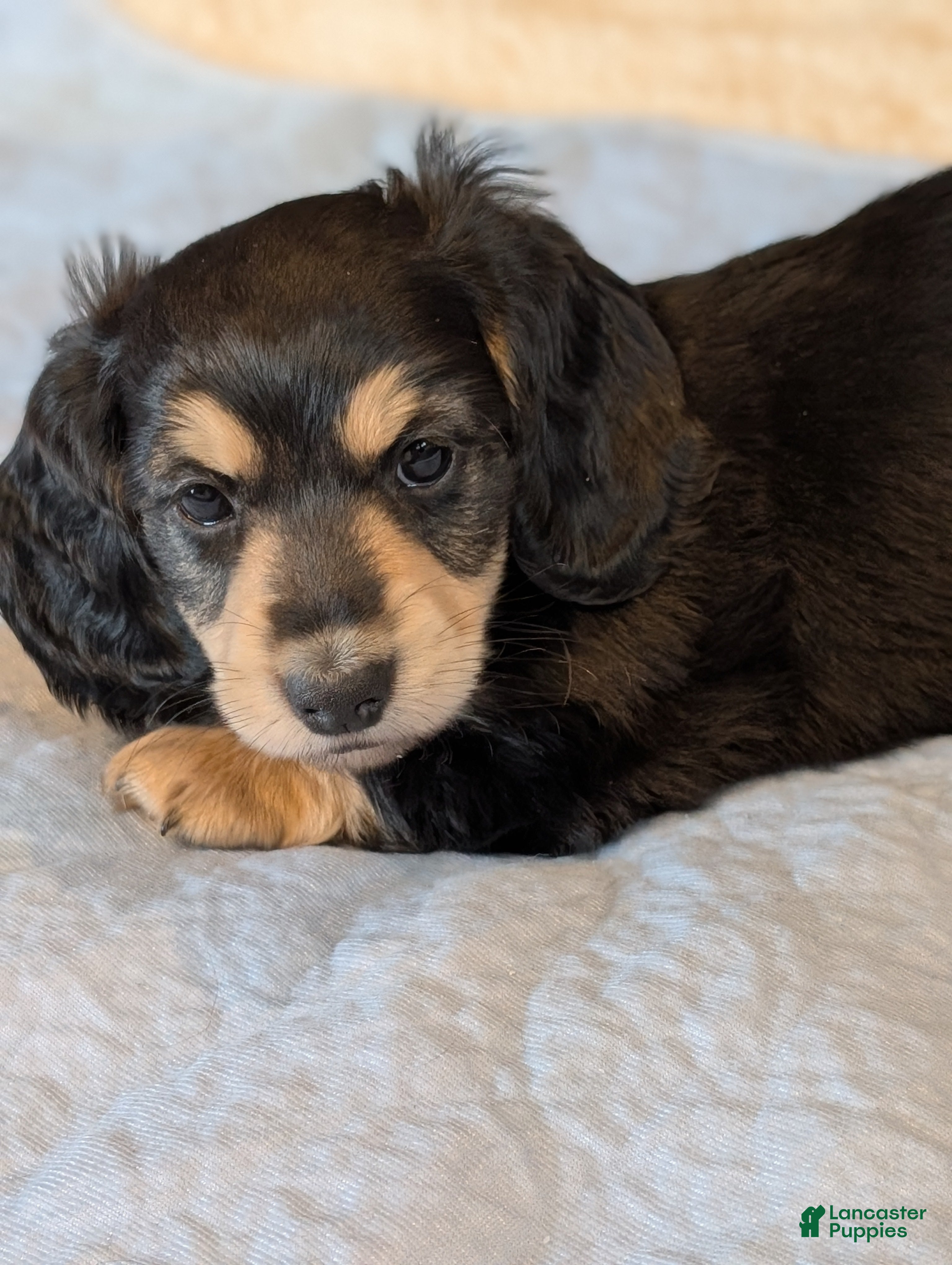 Miniature Dachshund dogs Brave Heart  - Ad 16