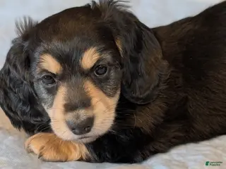 Miniature Dachshund dogs Brave Heart - Ad 15