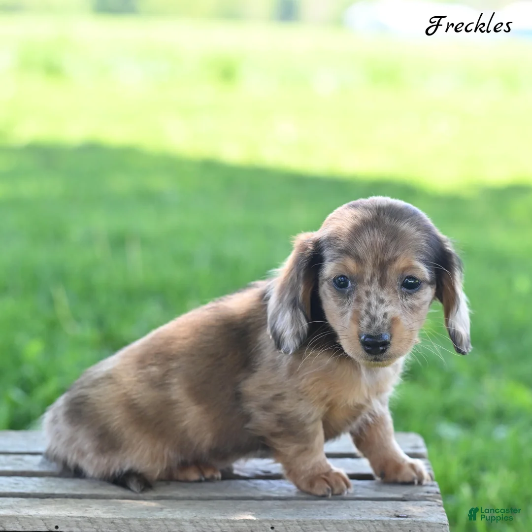 Miniature Dachshund dogs for sale: Freckles  - Ad 1