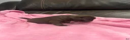 Pug dogs for sale: Chocolate Girl - Ad 6