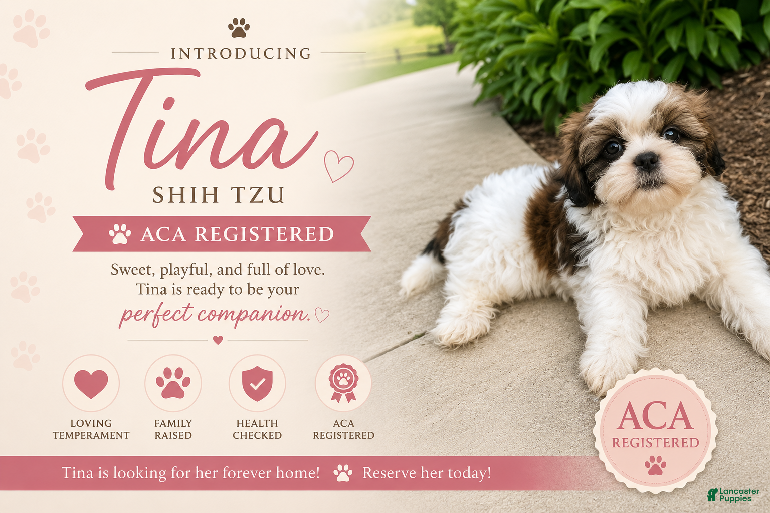 Shih Tzu dogs Tina - Ad 1