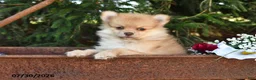 Pomeranian dogs for sale: Jack - Ad 3