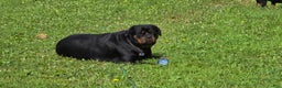 Rottweiler dogs for sale: Rottweiler Puppy 4 Purple Girl  - Ad 11