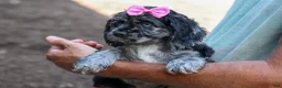 Cocker Spaniel dogs for sale: Bella 🐶💗 - Ad 3