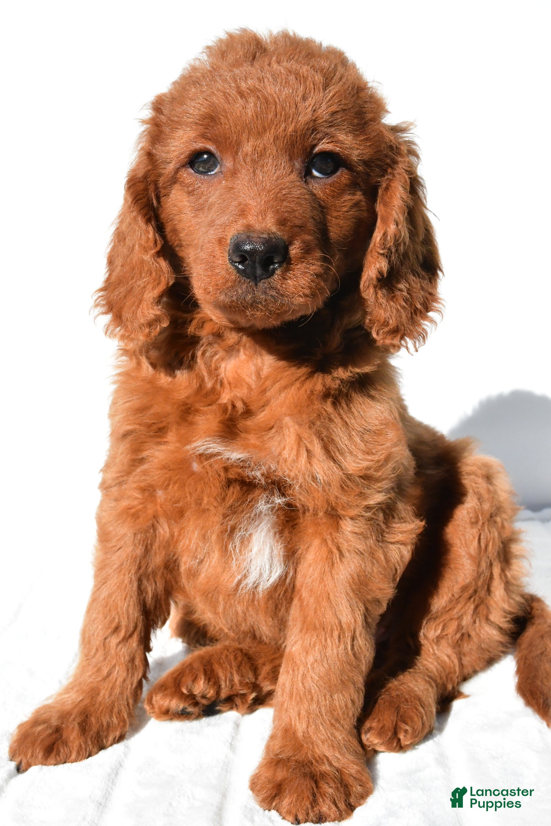 Dolly (Doodle / designer cross, Female) in Baltic, OH