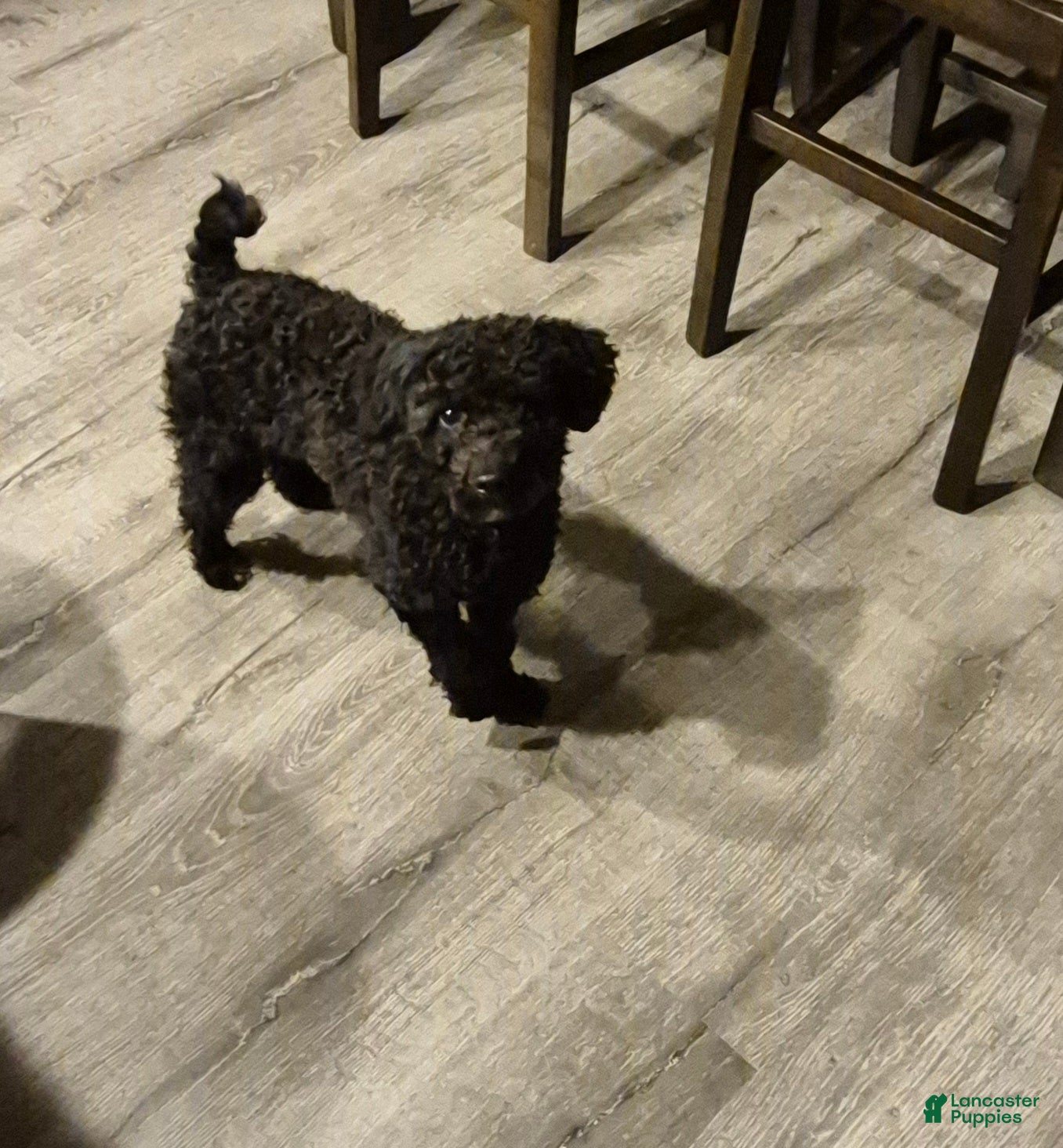 Miniature Poodle dogs Dexter  - Ad 25