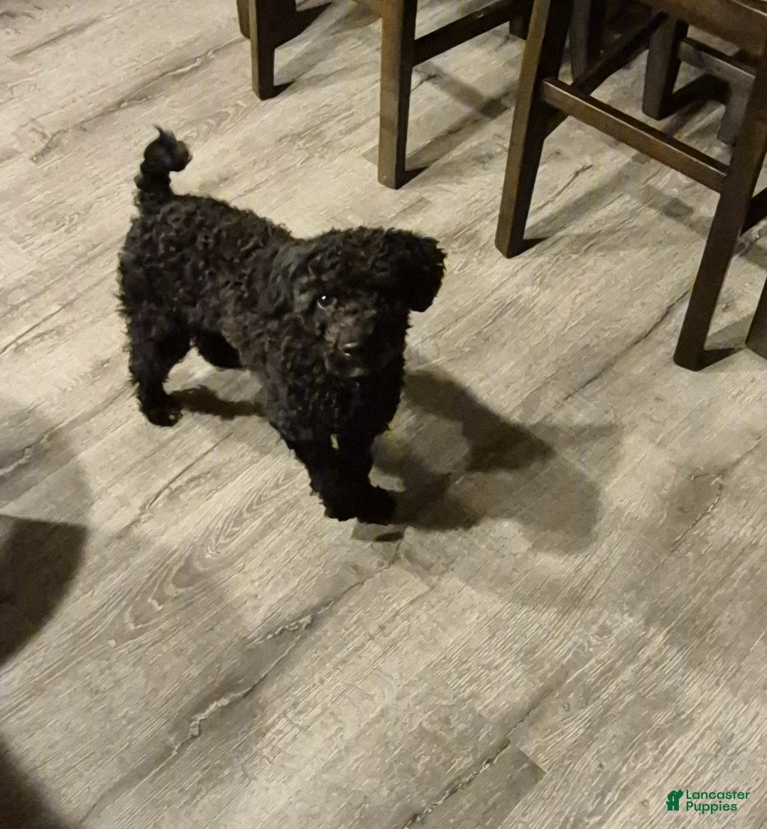 Miniature Poodle dogs for sale: Dexter  - Ad 1