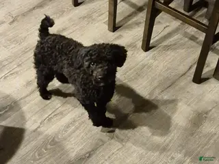 Miniature Poodle dogs Dexter - Ad 25