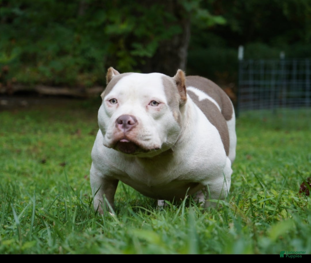 American Bully dogs for sale: American Bully Puppy 1 - Ad 8