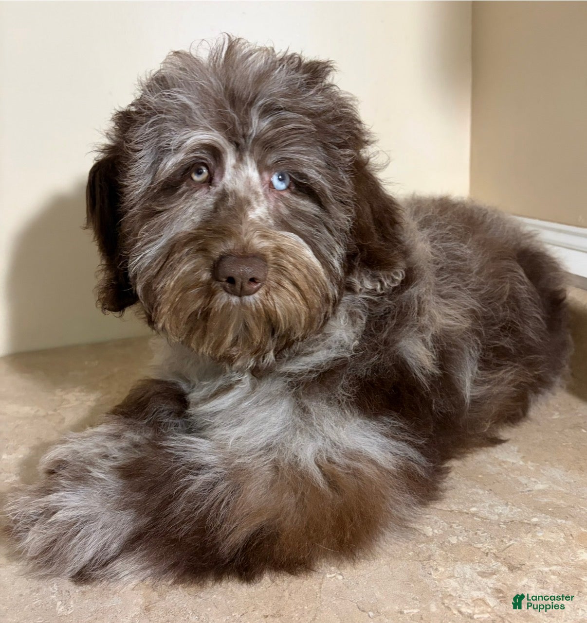 Mini Bernedoodle dogs 🩵IN BOSTON MASSACHUSETTS AREA🩵RARE CHOCOLATE MERLE🩵WITH BLUE/GREEN EYE🩵 - Ad 1