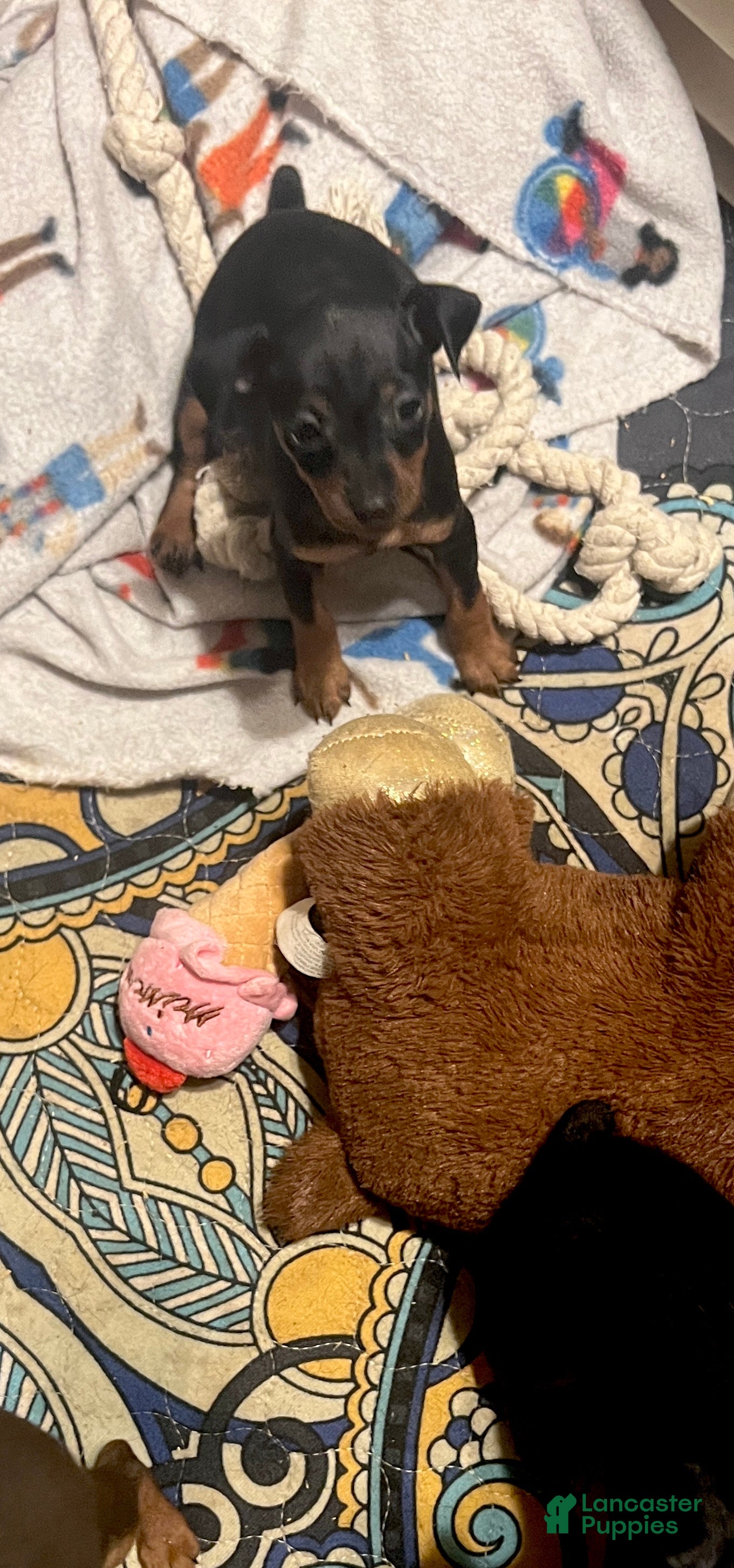 Miniature Pinscher dogs Sprinkles - Ad 2