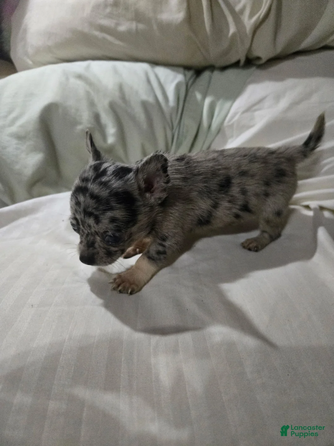 Chihuahua dogs for sale: Chihuahua 1 - Ad 2