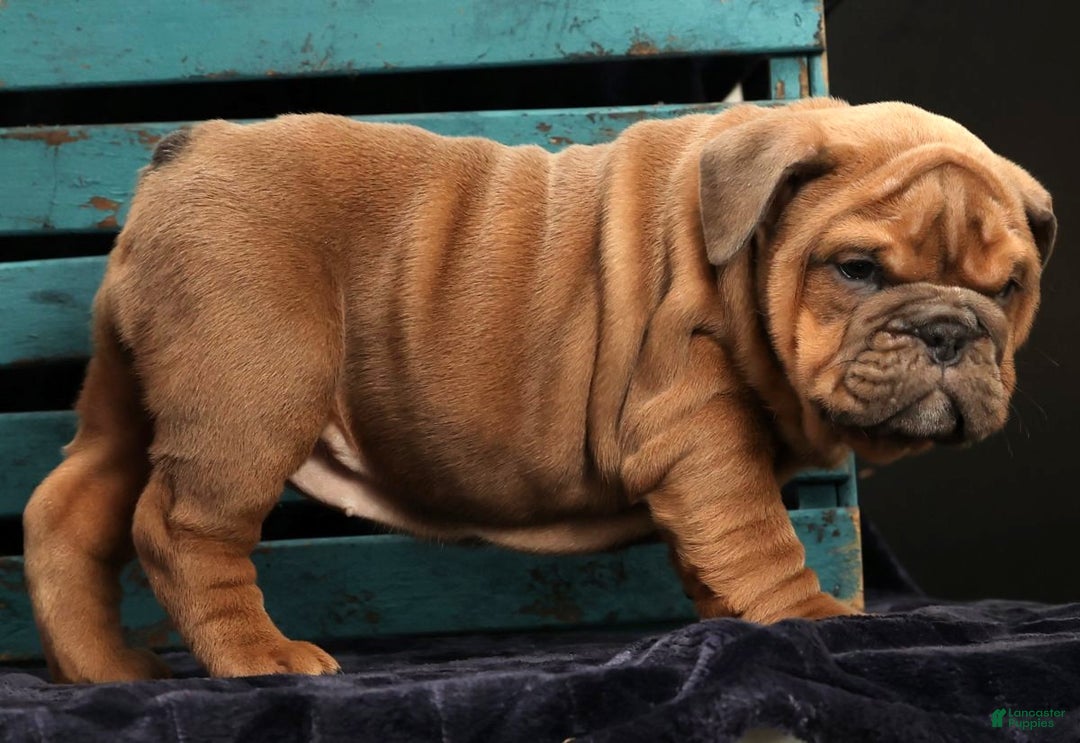 English Bulldog dogs for sale: Scarlett - Ad 2