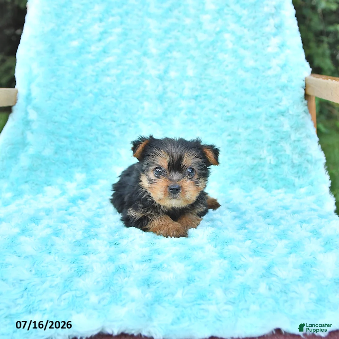 Yorkshire Terrier dogs for sale: Brody - Ad 3