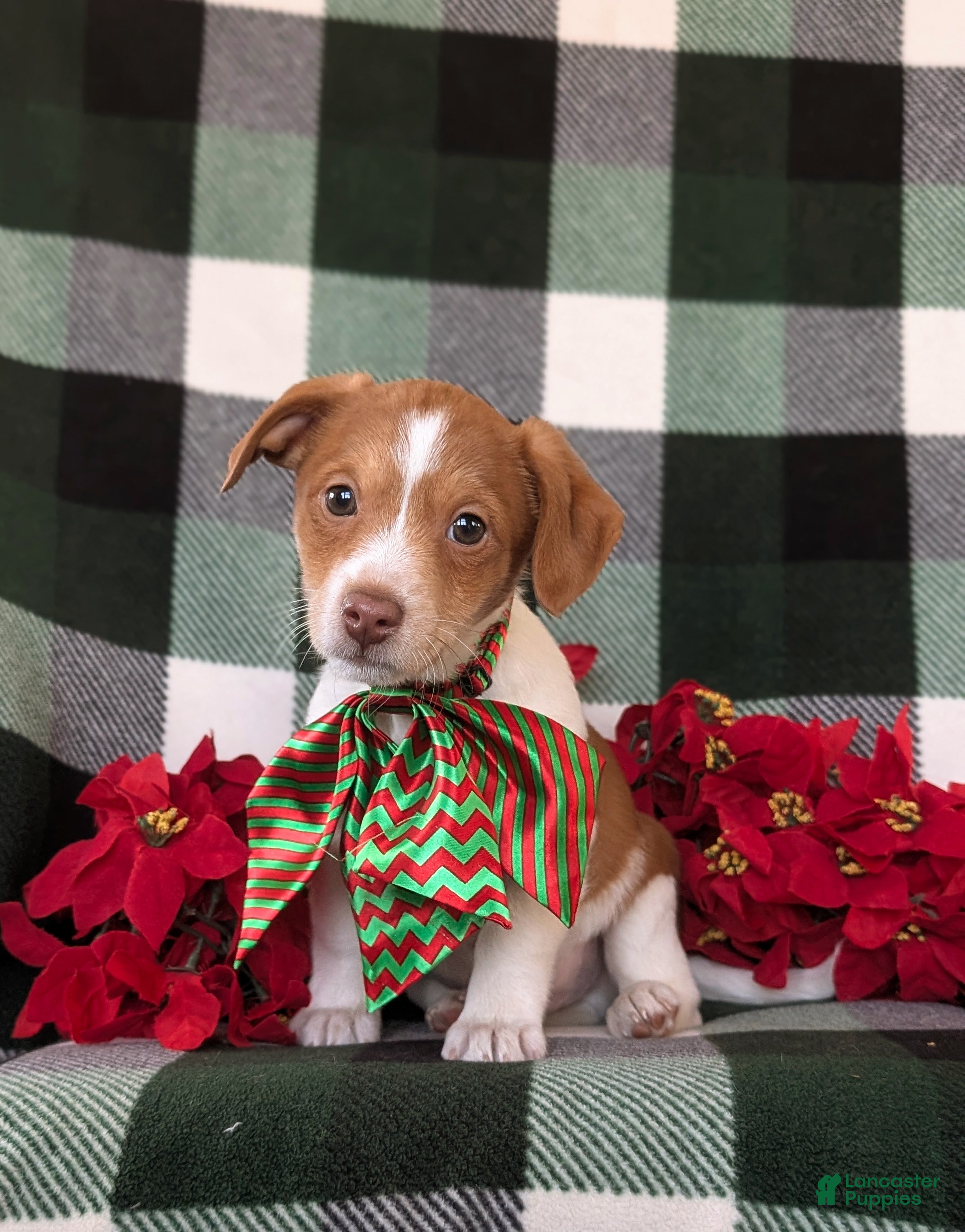 Jackapoo dogs Barrister - Ad 21