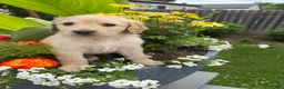 Goldendoodle dogs for sale: Goldendoodle 2 - Ad 6