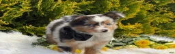 Toy Australian Shepherd dogs for sale: Tucker  - Ad 15