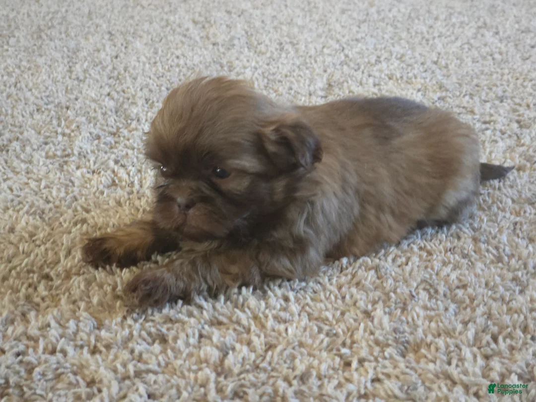 Shih Tzu dogs for sale: Fernando  - Ad 6