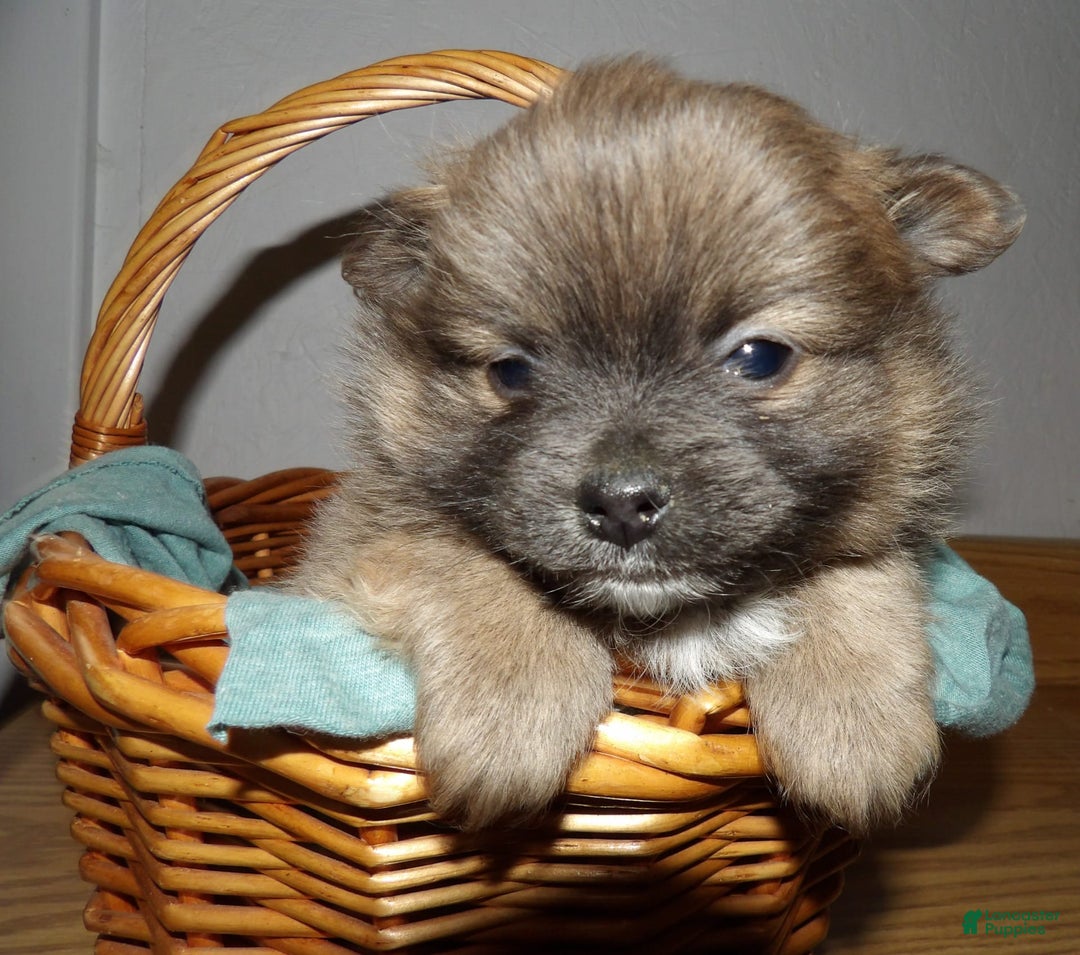 Gallery Image {{count}}