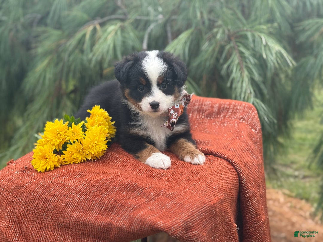 Miniature Australian Shepherd dogs for sale: Taz - Ad 15