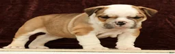 English Bulldog dogs for sale: Jasper - Ad 3