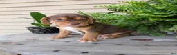 Beabull dogs for sale: Gus - Ad 8
