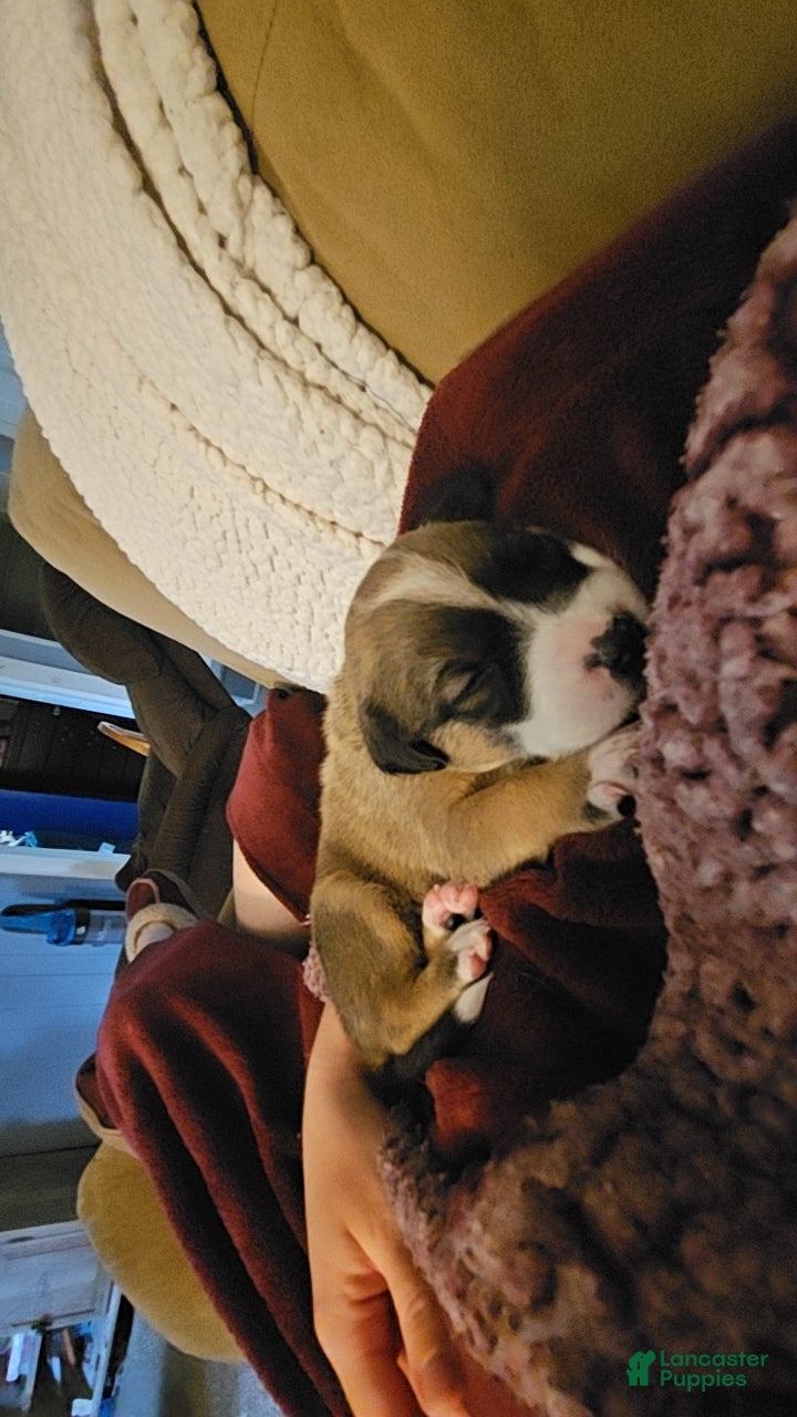 Mixed Breed dogs Potato - Ad 11