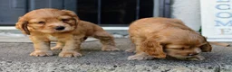 Cocker Spaniel dogs for sale: Bone - Ad 4
