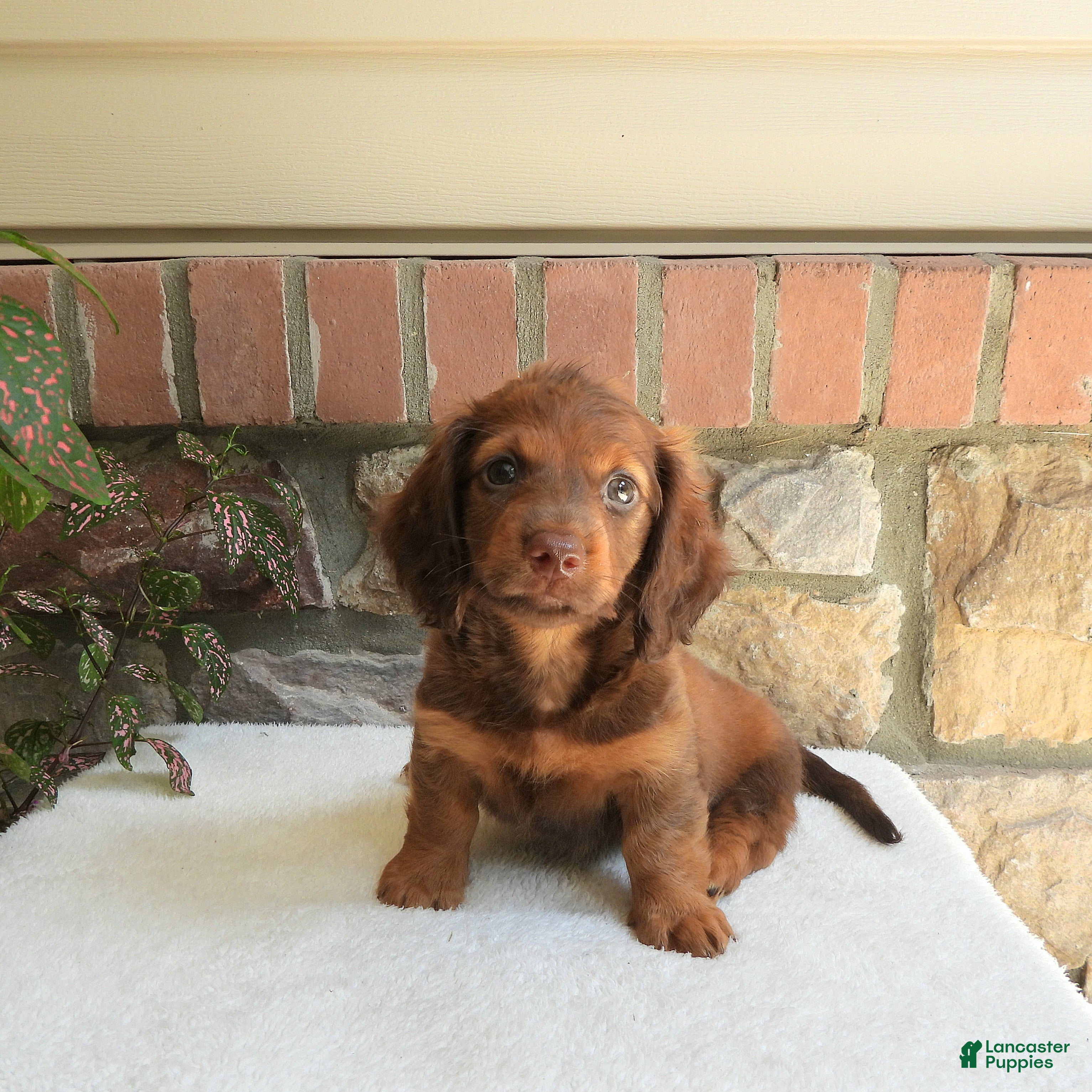 Miniature Dachshund dogs for sale: Tanner - Ad 1