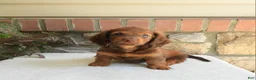 Miniature Dachshund dogs for sale: Tanner - Ad 1