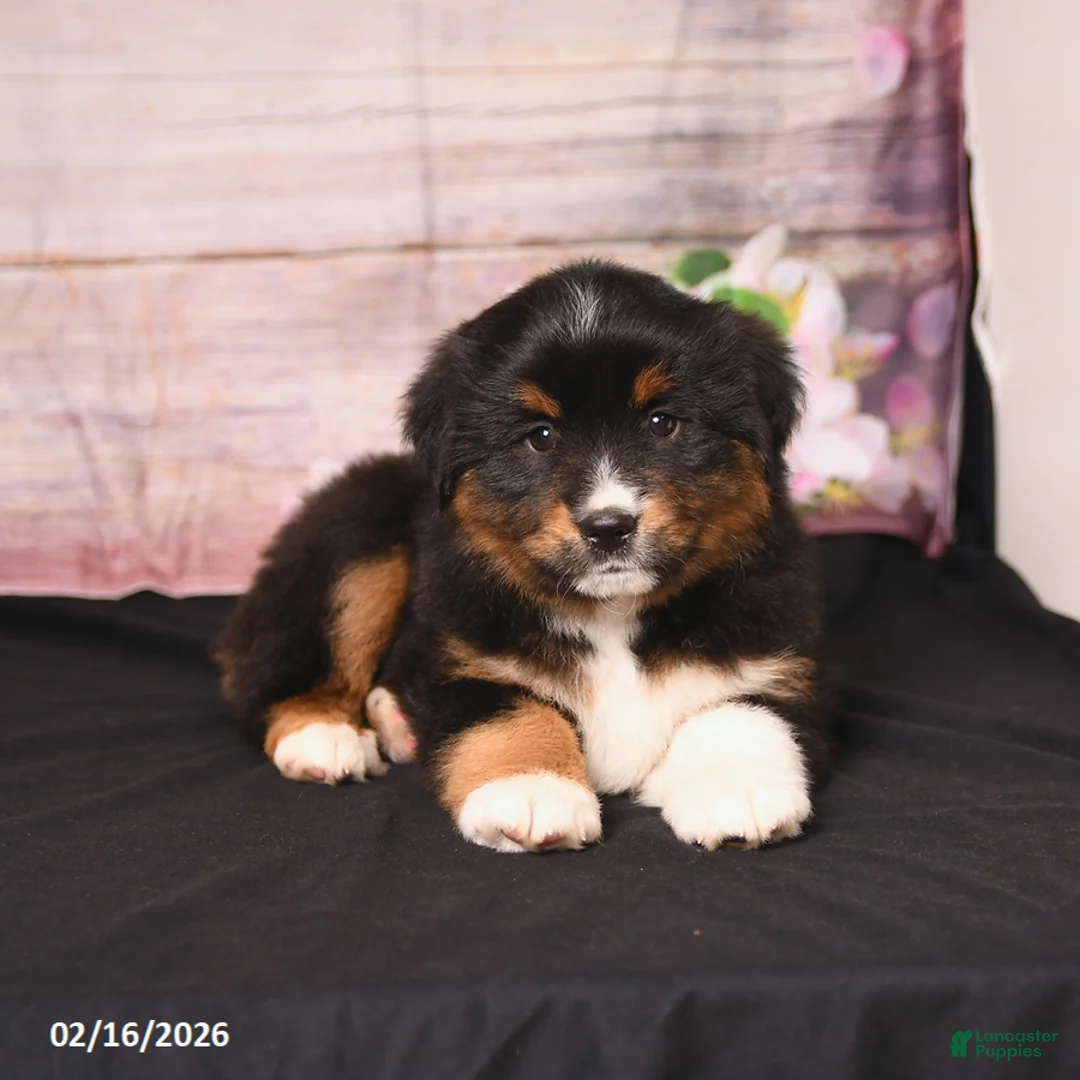 Miniature Australian Shepherd dogs for sale: Tango - Ad 4