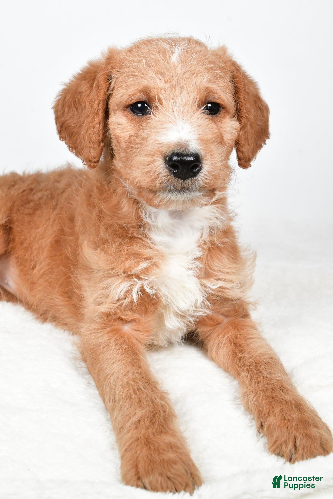 Labradoodle dogs for sale: Nadine - Ad 7