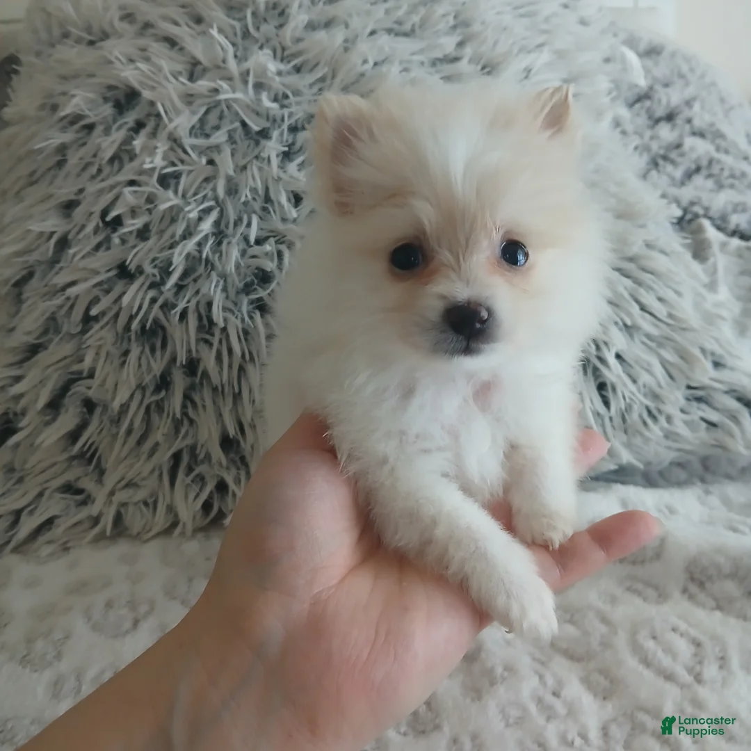 Pomeranian dogs for sale: Pomeranian Puppy 5 - Ad 1