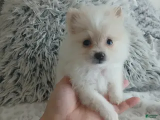 Pomeranian dogs Pomeranian Puppy 5 - Ad 17