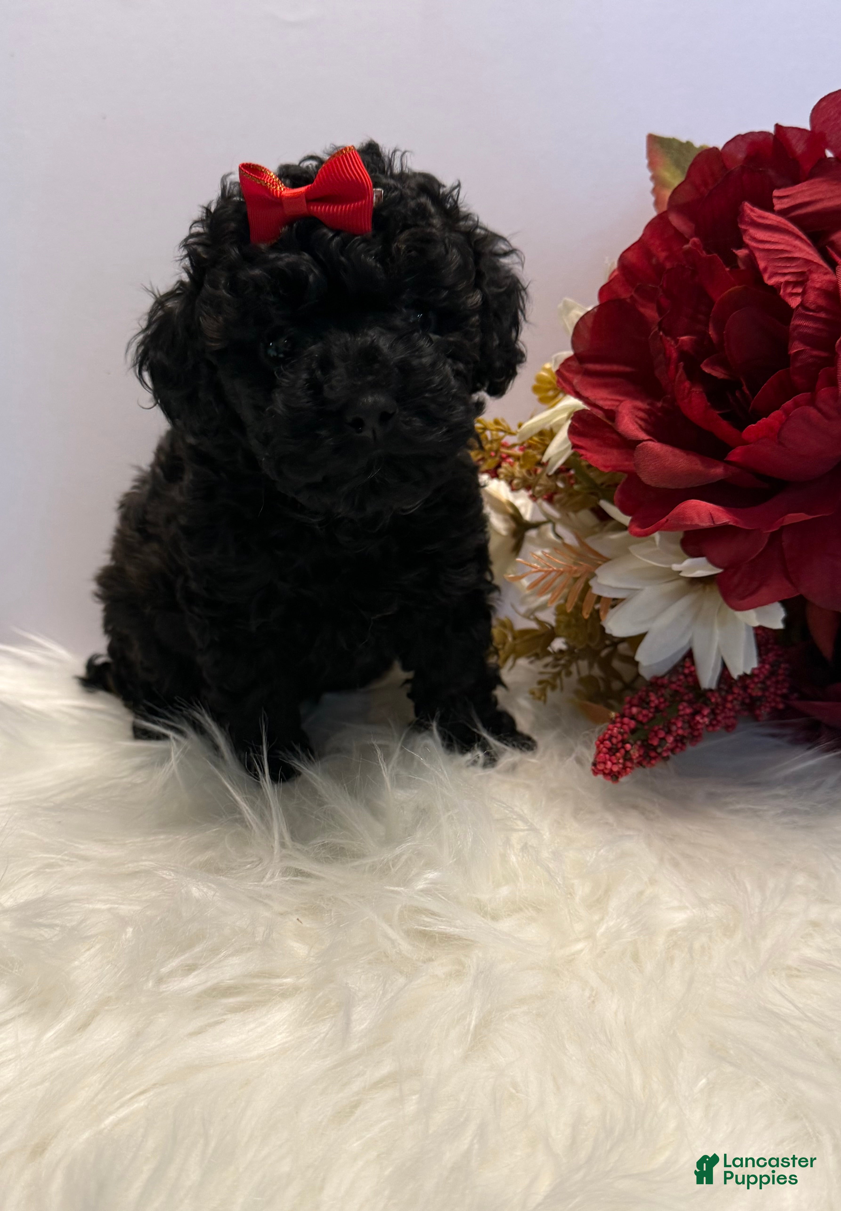 Toy Poodle dogs Bella teacup - Ad 2