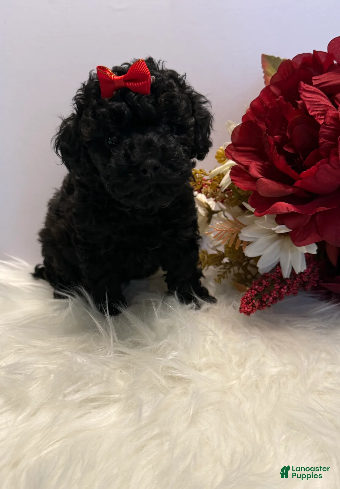 Toy Poodle dogs for sale: Bella teacup - Ad 2