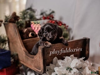 Miniature Dachshund dogs Blue Collar Black & Tan Dachshund Puppy - Ad 1