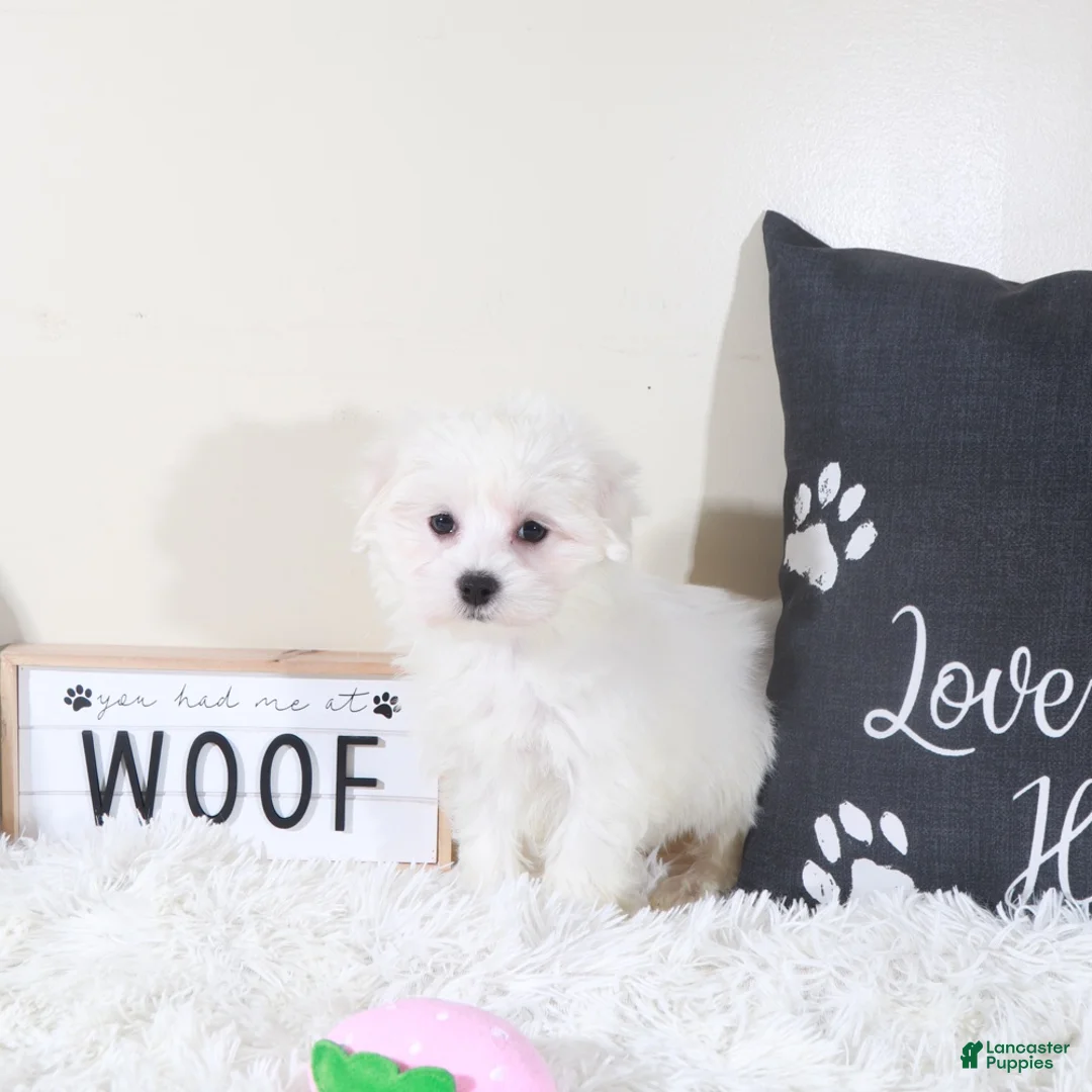 Maltese dogs for sale: Maltese Puppy Buttercup  - Ad 4