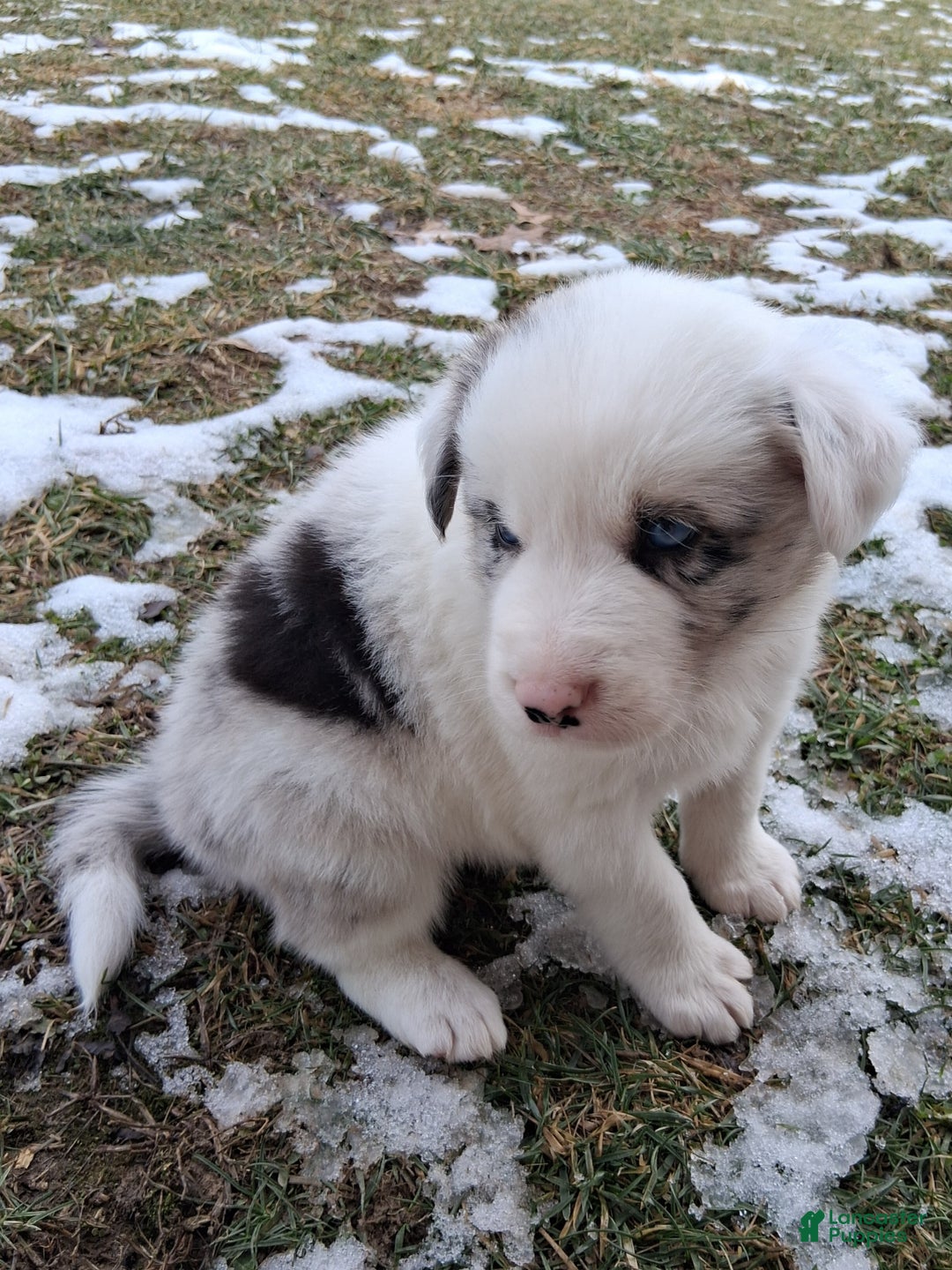 Border Collie dogs for sale: Max - Ad 3