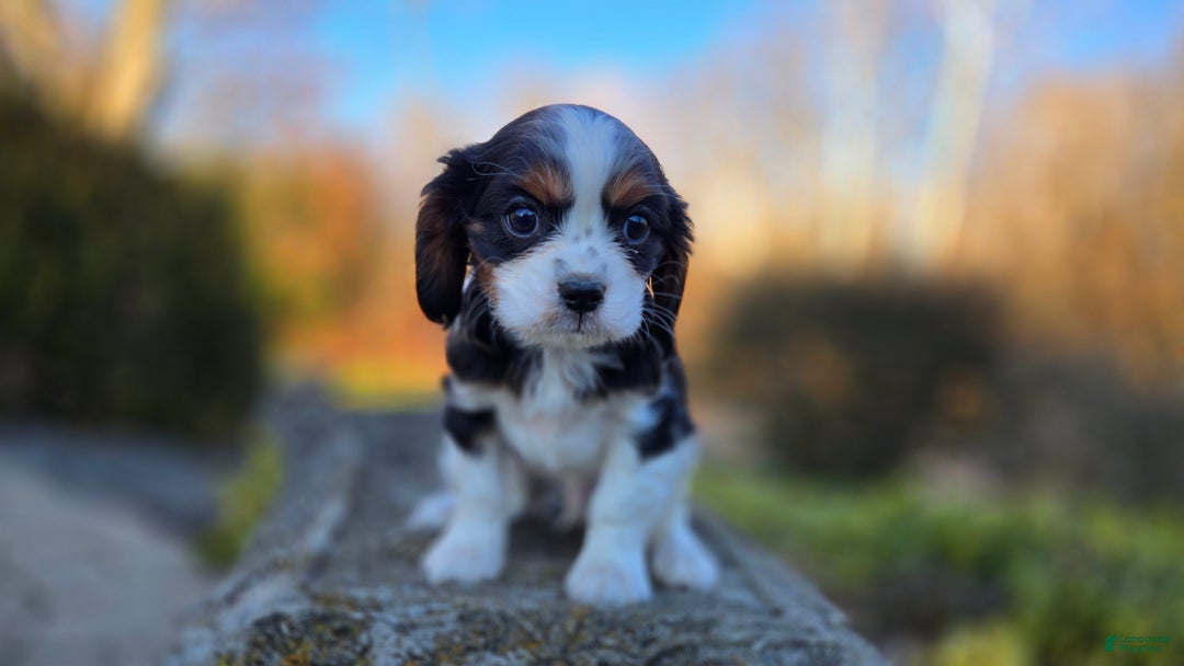 Cavalier King Charles Spaniel dogs for sale: Vance - Ad 5