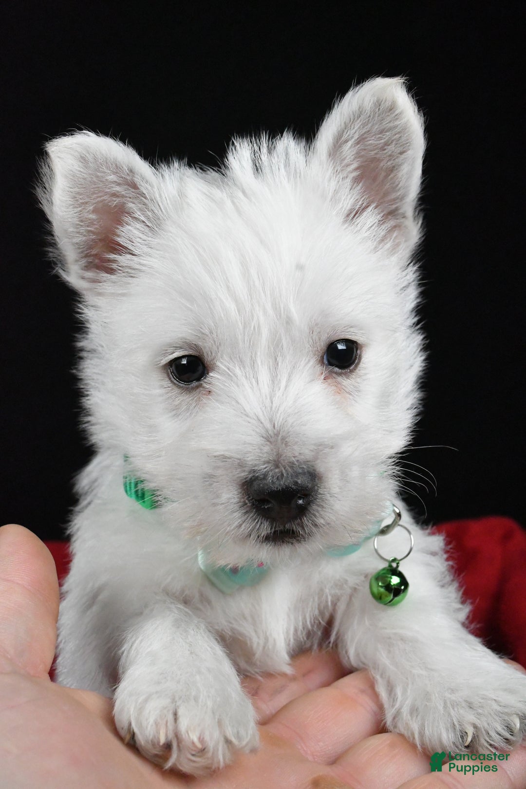 West Highland Terrier dogs for sale: Eclare - Ad 7